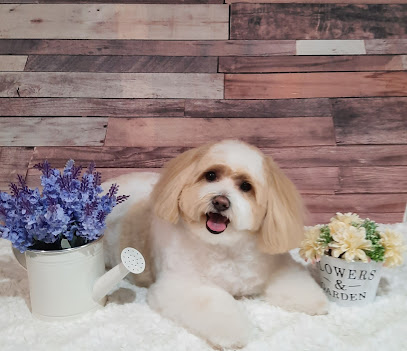 Rebecca’s Dog Grooming