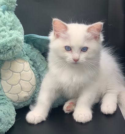 Daphne’s Purrfect Ragdolls