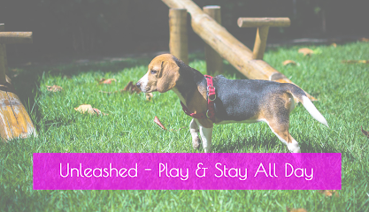 Pooches Playroom