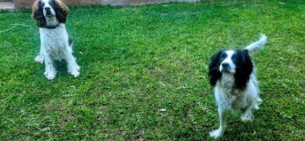 Pooch Promenade: Perth Pet Sitting & Dog Walking