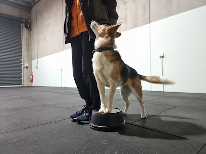 Reservoir Dogs Training and Behaviour