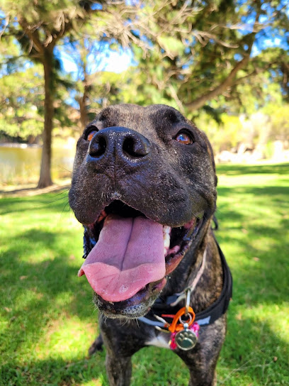 TailTrek Adventures