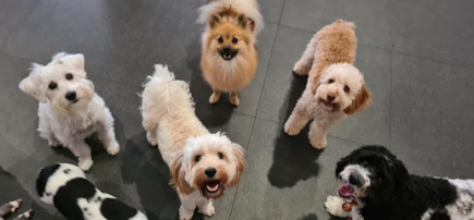 FurBaby Dog Daycare & Grooming