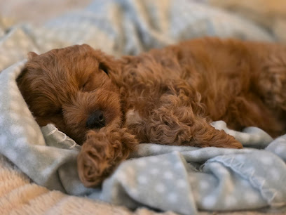 Rovers Run Puppies
