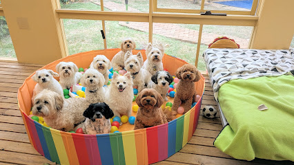 Melbourne Tiny Paws – Small Dogs Daycare & Boarding
