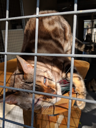 Chicas Cattery